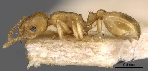 Temnothorax satunini specimen CASENT0909018 image casent0909018_3