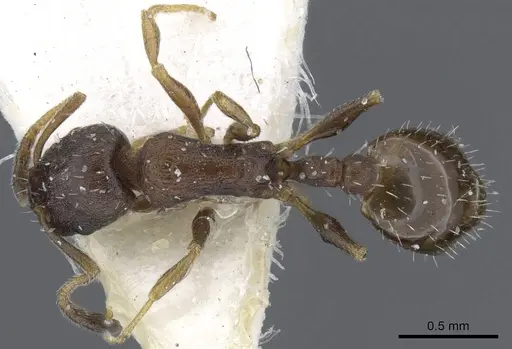 Temnothorax saxatilis specimen CASENT0905853 image casent0905853_1