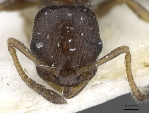 Temnothorax saxatilis specimen CASENT0905853 image casent0905853_2