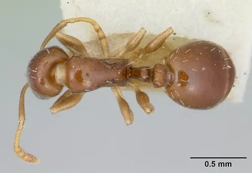 Temnothorax schmittii specimen CASENT0172996 image casent0172996_1