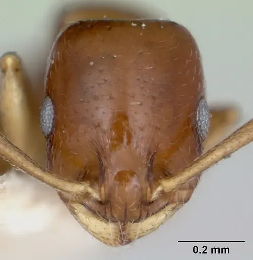 Temnothorax schmittii specimen CASENT0172996 image casent0172996_2