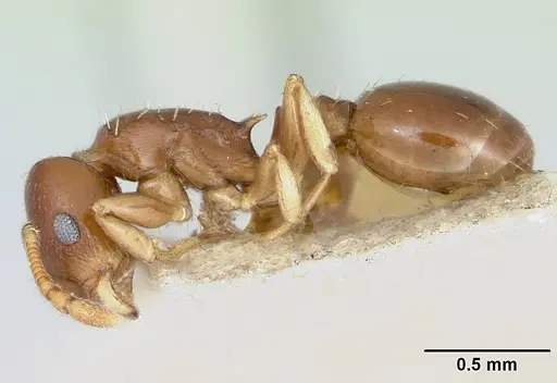 Temnothorax schmittii specimen CASENT0172996 image casent0172996_3