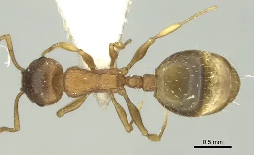 Temnothorax schoedli specimen CASENT0906684 image casent0906684_1