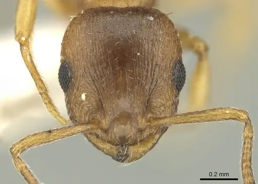 Temnothorax schoedli specimen CASENT0906684 image casent0906684_2