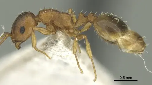 Temnothorax schoedli specimen CASENT0906684 image casent0906684_3