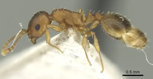 Temnothorax schoedli specimen CASENT0906684 image casent0906684_4