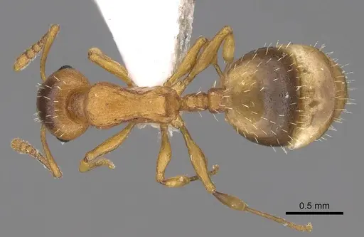 Temnothorax schoedli specimen CASENT0914701 image casent0914701_1