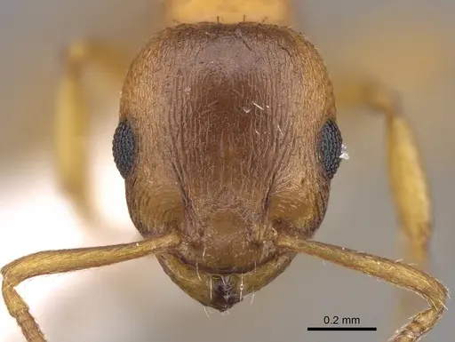 Temnothorax schoedli specimen CASENT0914701 image casent0914701_2