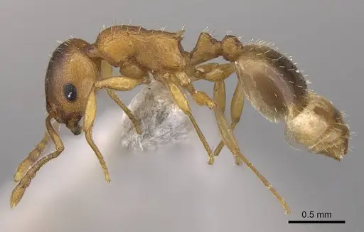 Temnothorax schoedli specimen CASENT0914701 image casent0914701_3