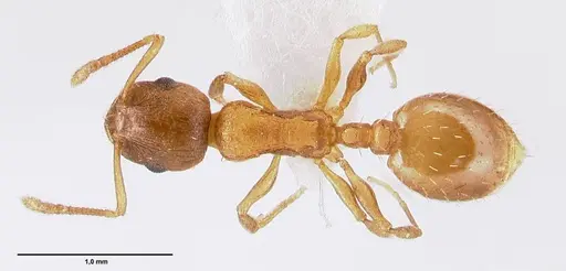Temnothorax schoedli specimen FOCOL1360 image focol1360_1