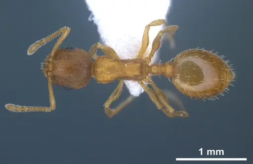 Temnothorax schoedli specimen FOCOL1360 image focol1360_2