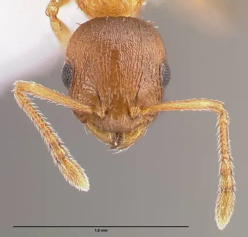 Temnothorax schoedli specimen FOCOL1360 image focol1360_3