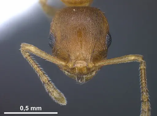 Temnothorax schoedli specimen FOCOL1360 image focol1360_4