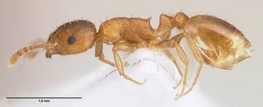Temnothorax schoedli specimen FOCOL1360 image focol1360_5
