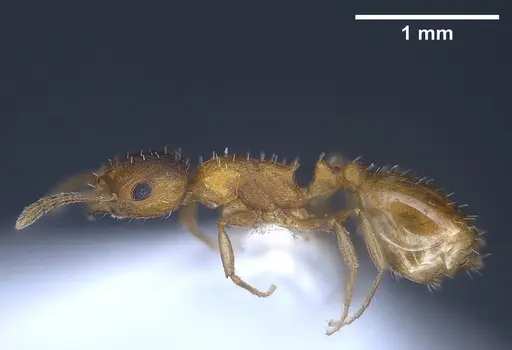 Temnothorax schoedli specimen FOCOL1360 image focol1360_6