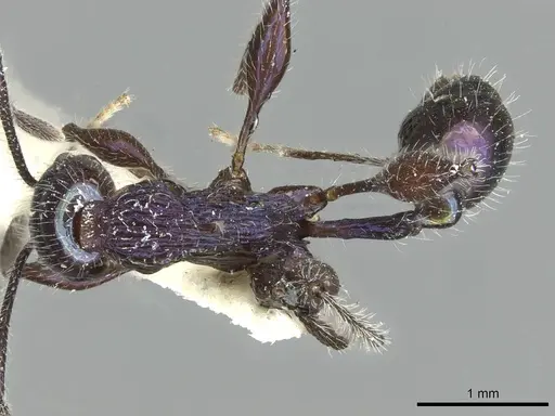 Temnothorax senectutis specimen CASENT0912998 image casent0912998_1