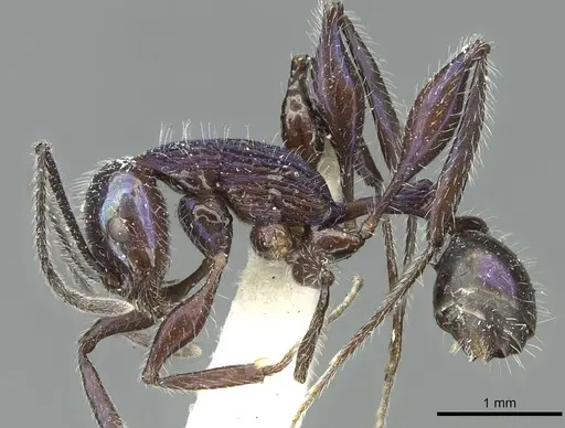 Temnothorax senectutis specimen CASENT0912998 image casent0912998_3