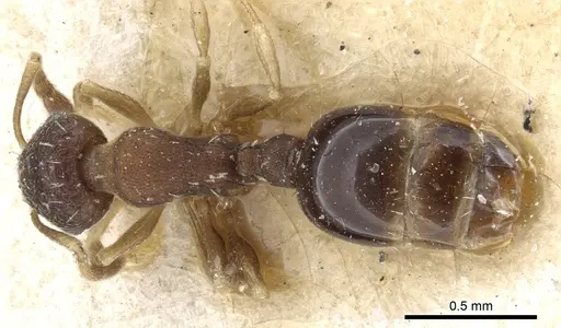 Temnothorax serviculus specimen CASENT0904759 image casent0904759_1