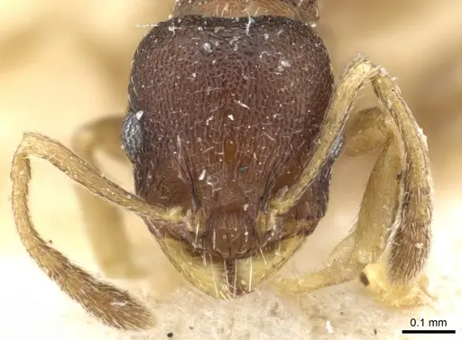 Temnothorax serviculus specimen CASENT0904759 image casent0904759_2
