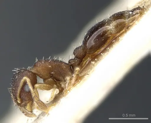 Temnothorax serviculus specimen CASENT0904759 image casent0904759_3