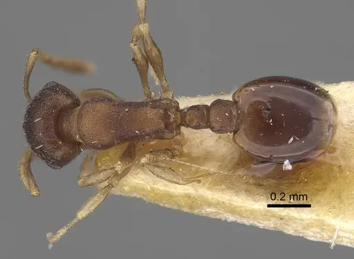 Temnothorax serviculus specimen CASENT0919743 image casent0919743_1