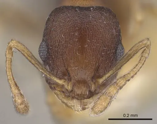 Temnothorax serviculus specimen CASENT0919743 image casent0919743_2
