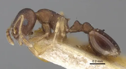 Temnothorax serviculus specimen CASENT0919743 image casent0919743_3