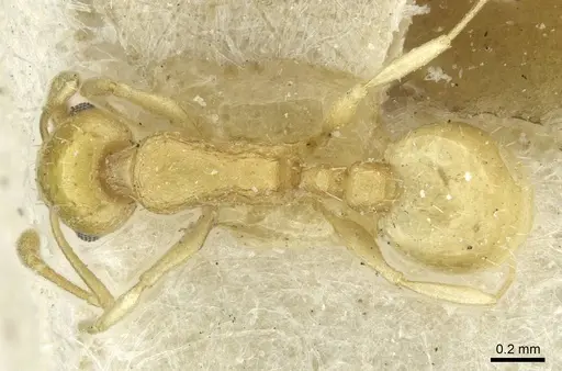 Temnothorax shelkovnikovi specimen CASENT0912999 image casent0912999_1