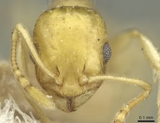 Temnothorax shelkovnikovi specimen CASENT0912999 image casent0912999_2