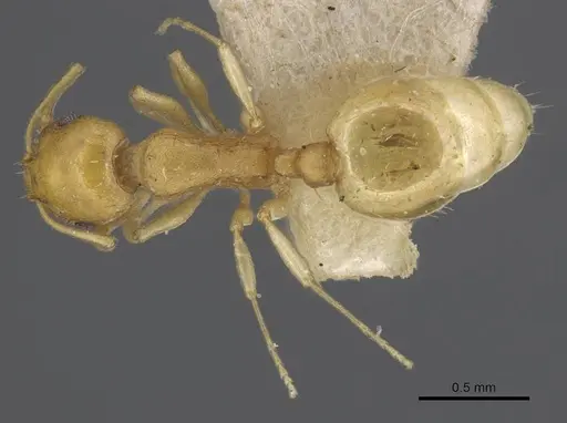 Temnothorax shelkovnikovi specimen CASENT0917041 image casent0917041_1