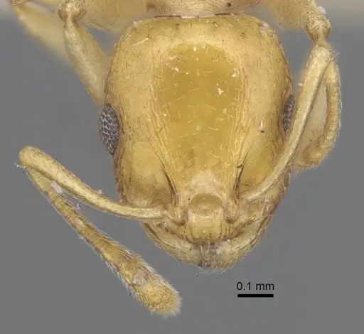Temnothorax shelkovnikovi specimen CASENT0917041 image casent0917041_2