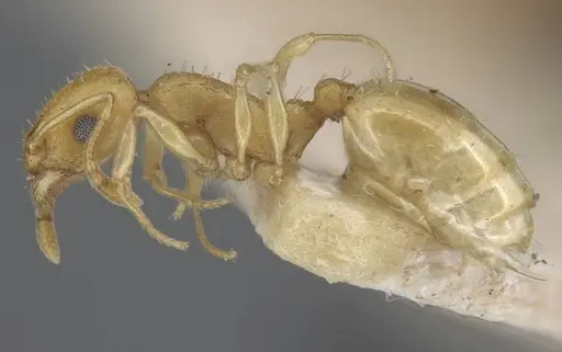 Temnothorax shelkovnikovi specimen CASENT0917041 image casent0917041_3