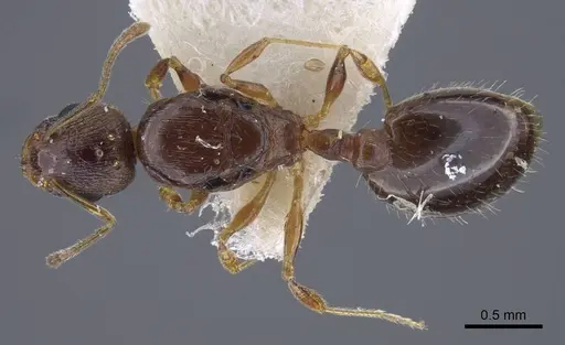 Temnothorax shelkovnikovi specimen CASENT0917443 image casent0917443_1