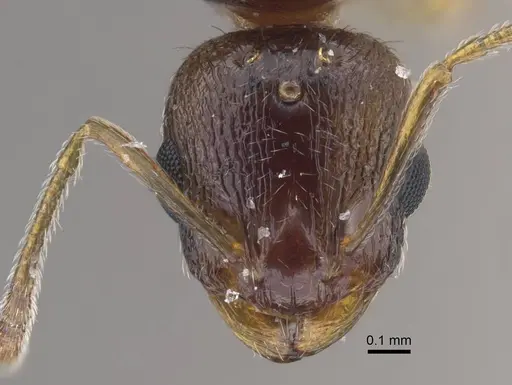 Temnothorax shelkovnikovi specimen CASENT0917443 image casent0917443_2