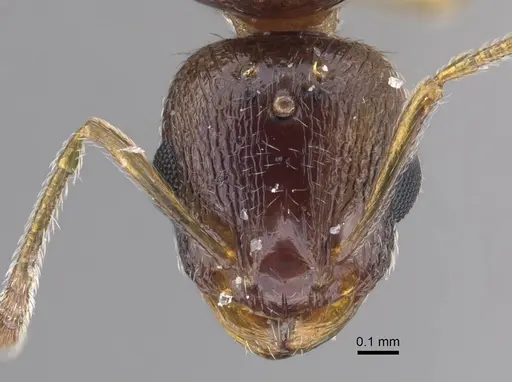 Temnothorax shelkovnikovi specimen CASENT0917443 image casent0917443_3