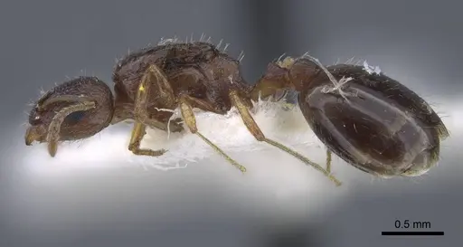 Temnothorax shelkovnikovi specimen CASENT0917443 image casent0917443_4