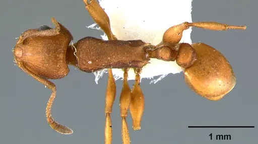 Temnothorax silvestrii specimen CASENT0105865 image casent0105865_1
