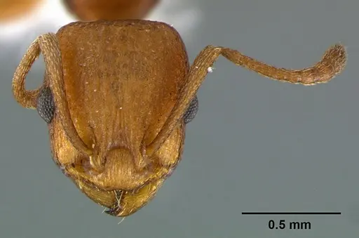 Temnothorax silvestrii specimen CASENT0105865 image casent0105865_2