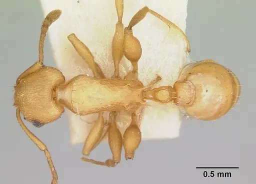 Temnothorax silvestrii specimen CASENT0172599 image casent0172599_1
