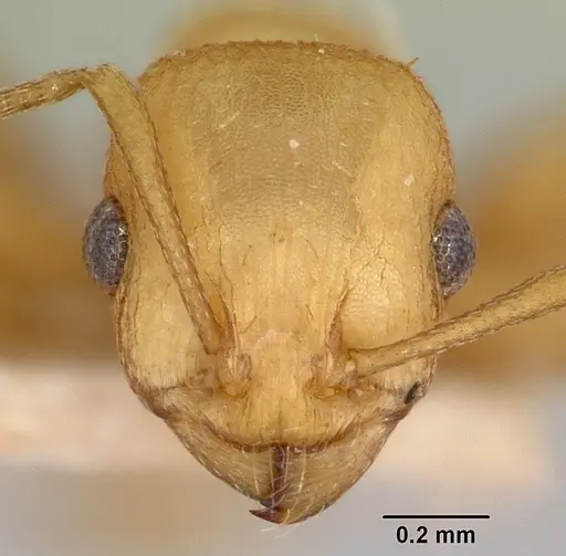 Temnothorax silvestrii specimen CASENT0172599 image casent0172599_2