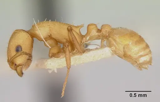 Temnothorax silvestrii specimen CASENT0172599 image casent0172599_3