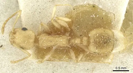 Temnothorax silvestrii specimen CASENT0913000 image casent0913000_1