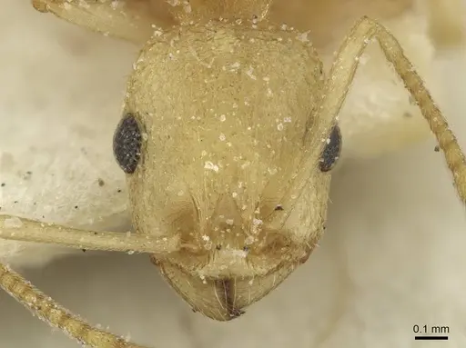 Temnothorax silvestrii specimen CASENT0913000 image casent0913000_2