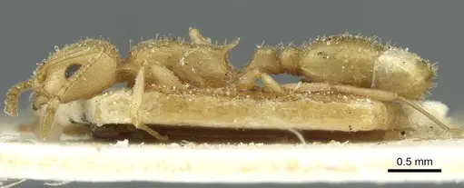 Temnothorax silvestrii specimen CASENT0913000 image casent0913000_3