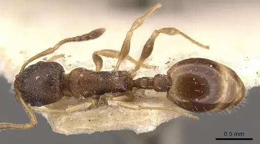 Temnothorax simlensis specimen CASENT0909055 image casent0909055_1