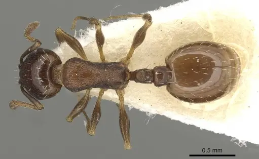Temnothorax simlensis specimen CASENT0915384 image casent0915384_1