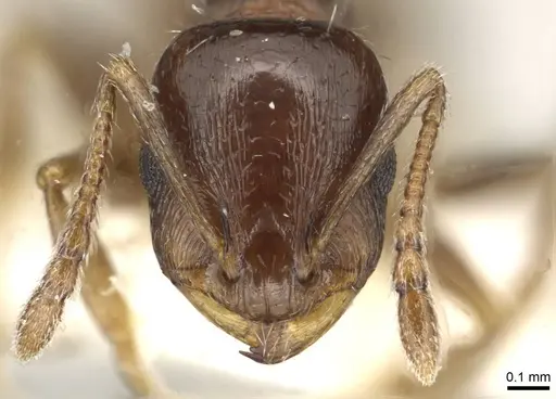 Temnothorax simlensis specimen CASENT0915384 image casent0915384_2