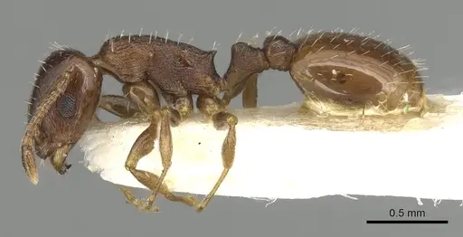 Temnothorax simlensis specimen CASENT0915384 image casent0915384_3