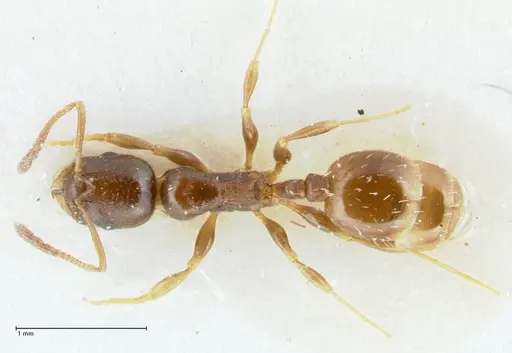Temnothorax simlensis specimen FOCOL1793-1 image focol1793-1_1