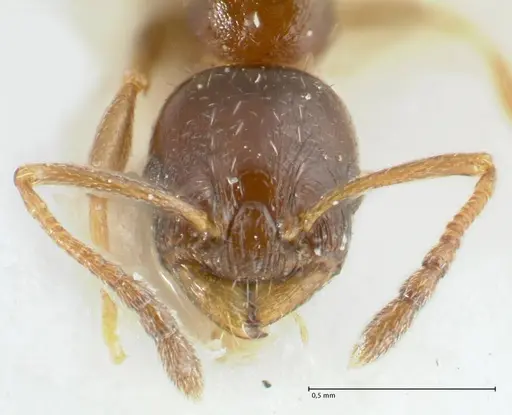 Temnothorax simlensis specimen FOCOL1793-1 image focol1793-1_2